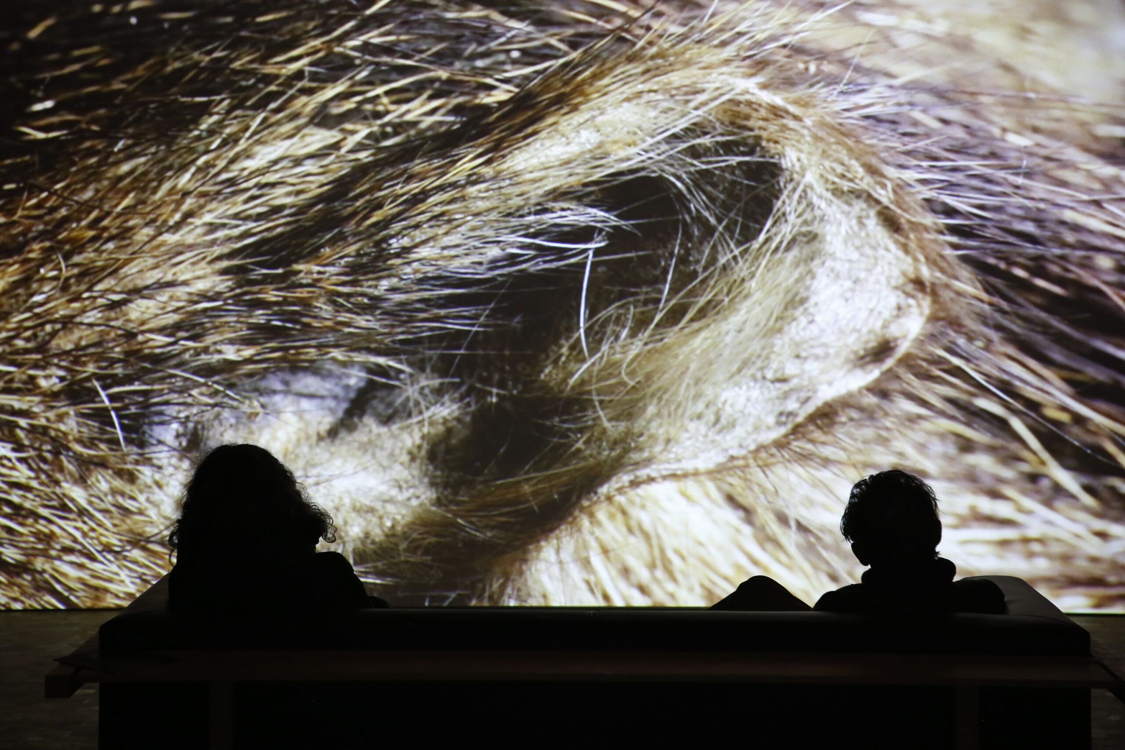 Animal, visitors in silhouette in front of the fur projection