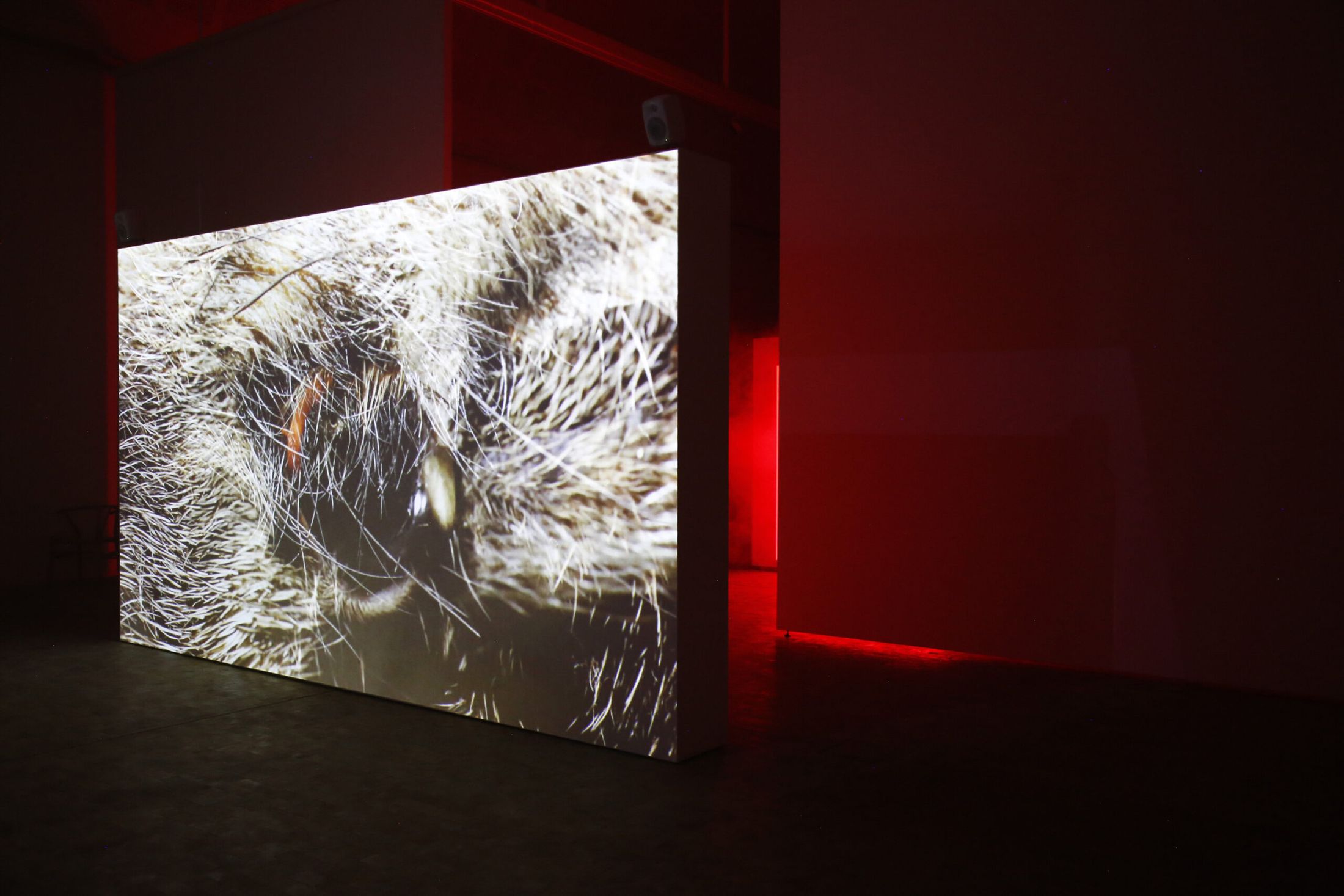 Animal, the screen beside a red-lit wall